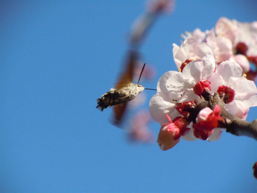 Macroglossum stellatarum